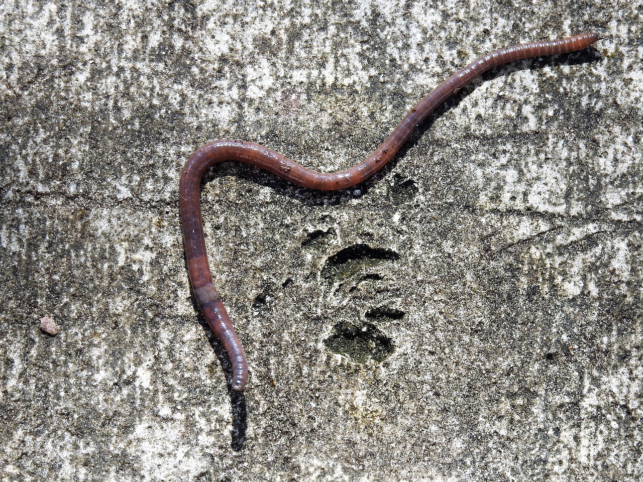 Why are Earthworms Important for Eco-Friendly Gardening?